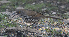 Toxostoma longirostre
