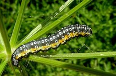 Depressaria daucella