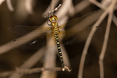 Hydrobasileus brevistylus