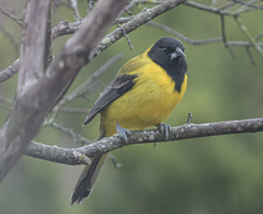 Icterus graduacauda