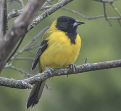 Icterus graduacauda