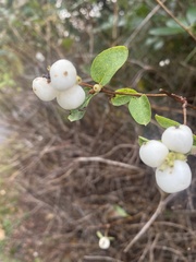 Symphoricarpos