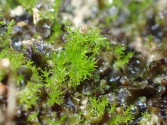 Dicranella varia