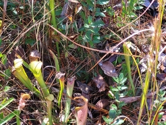 Sarracenia alata
