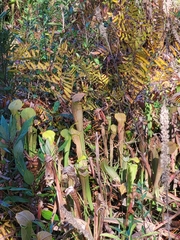 Sarracenia alata