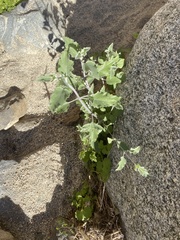 Ambrosia ambrosioides