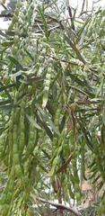 Acacia uncifolia