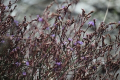 Limonium narbonense
