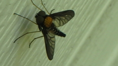 Chrysopilus thoracicus