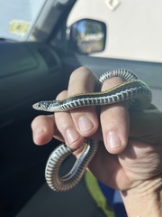 Xenochrophis vittatus