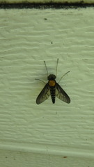 Chrysopilus thoracicus