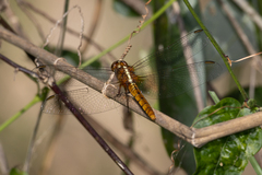 Rhodothemis lieftincki