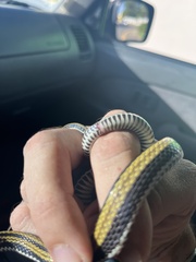 Xenochrophis vittatus