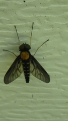 Chrysopilus thoracicus