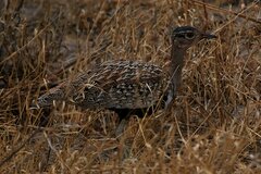 Eupodotis ruficrista