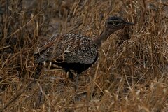 Eupodotis ruficrista