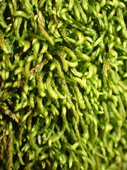 Pterigynandrum filiforme