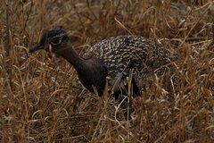 Eupodotis ruficrista