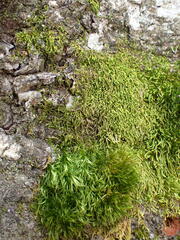 Pterigynandrum filiforme