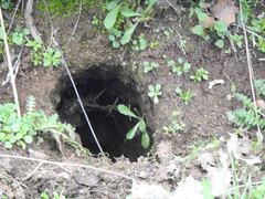 Oryctolagus cuniculus