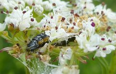Depressaria daucella