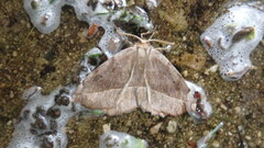 Eutrapela clemataria
