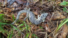 Abronia taeniata
