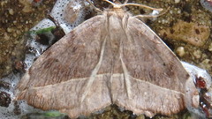Eutrapela clemataria
