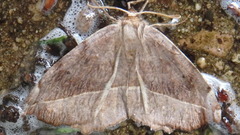 Eutrapela clemataria