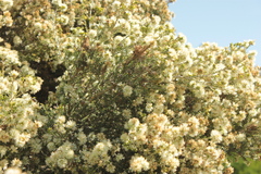 Melaleuca lanceolata lanceolata