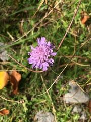 Dipsacoideae