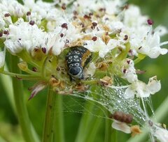 Depressaria daucella