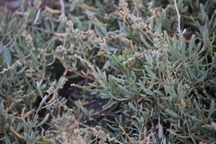 Atriplex portulacoides