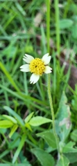 Tridax procumbens