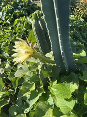 Cereus
