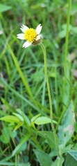 Tridax procumbens