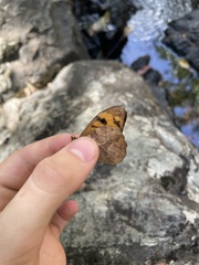 Heteronympha mirifica