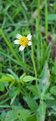 Tridax procumbens