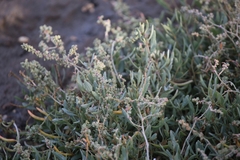 Atriplex portulacoides
