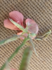 Indigofera sp12