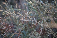Atriplex portulacoides