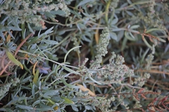Atriplex portulacoides