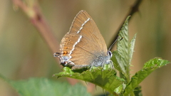 Satyrium spini