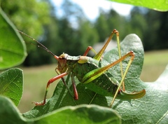Barbitistes constrictus