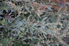 Atriplex portulacoides