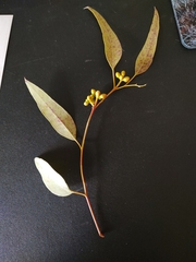 Eucalyptus leucoxylon