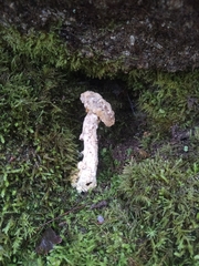 Hypomyces chrysospermus