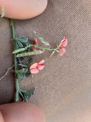 Indigofera sp12