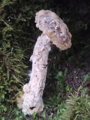 Hypomyces chrysospermus