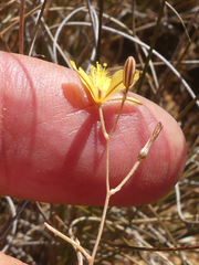 Bulbine mesembryanthemoides